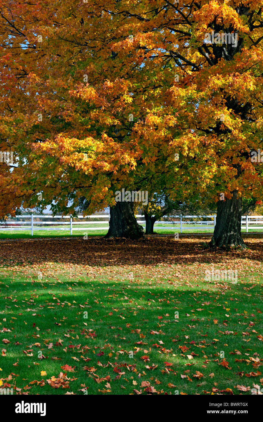 Il brillante colore di autunno di zucchero alberi di acero in Michigan la contea del Kent. Foto Stock