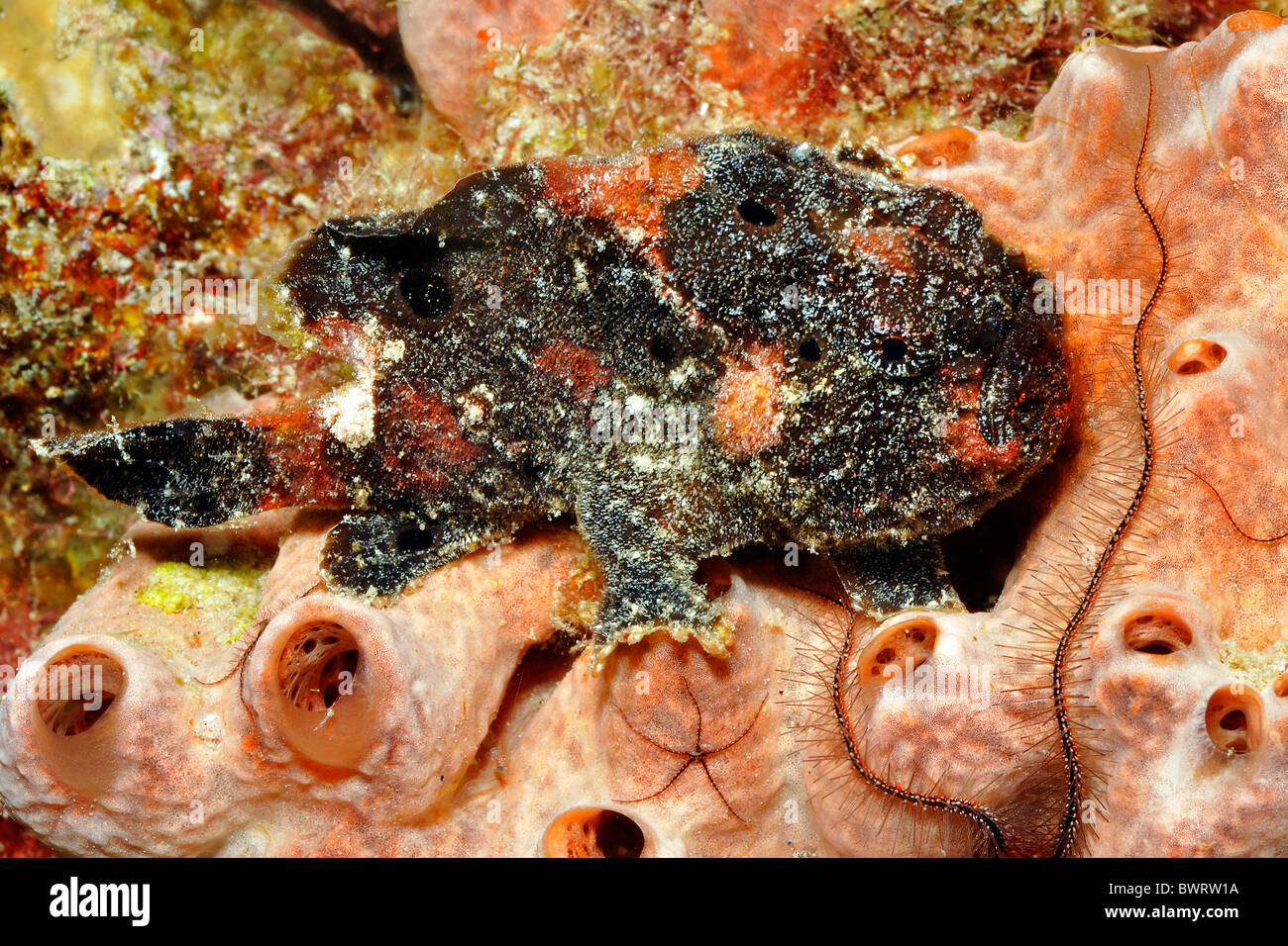 Rana pescatrice Longlure (multiocellatus antennarius) la rana pescatrice longlure è un maestro di camoflage. Foto Stock