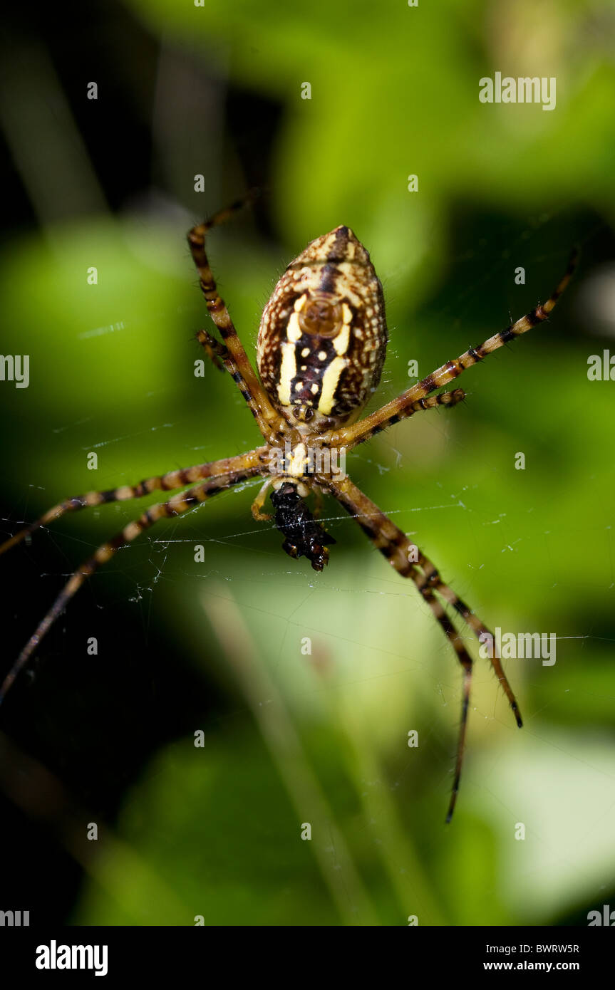 Ampio giardino spider nel web Foto Stock