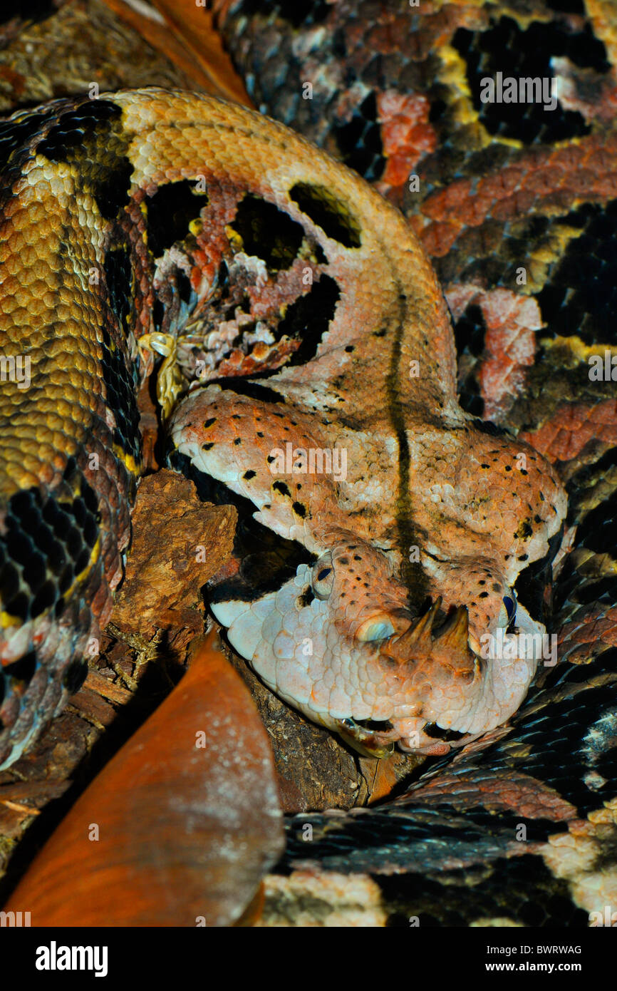 Gaboon viper Bitis gabonica. Il Gaboon viper, o puff sommatore, è la più grande di tutta la famiglia Bitis di vipere. Foto Stock