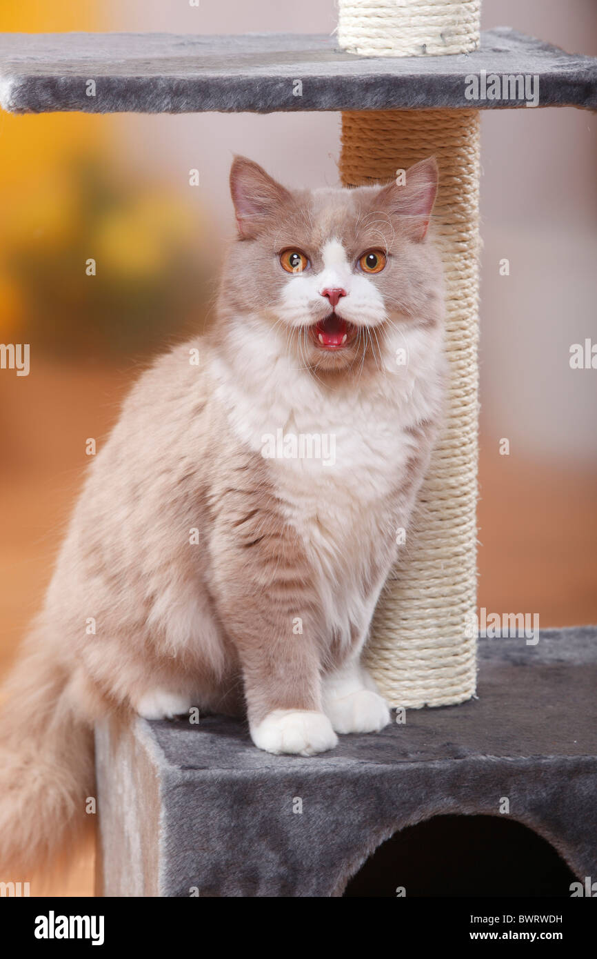 British Longhair Cat, Tomcat, fulvo-bianco / Highlander, Lowlander, Britanica Foto Stock