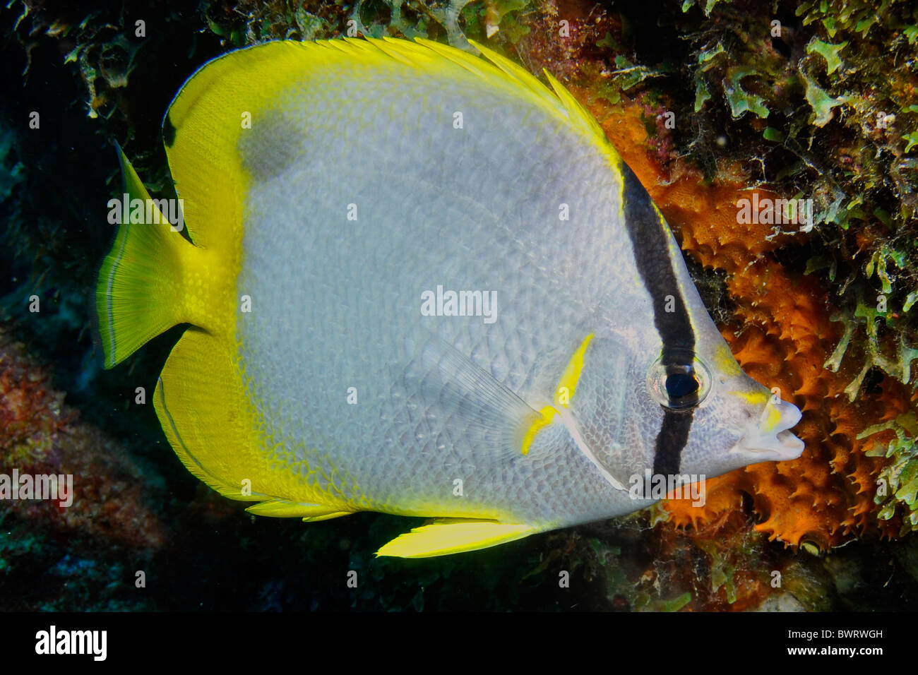 Spotfin butterflyfish (Chaetodon ocellatus) Bonaire. Foto Stock