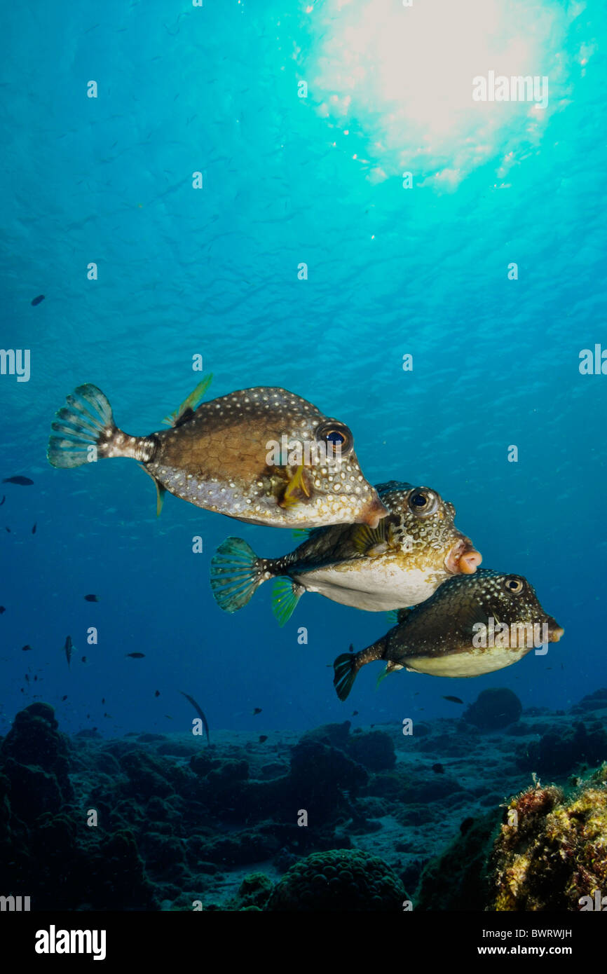Smooth trunkfish (Lactophrys triqueter) Bonaire. Foto Stock