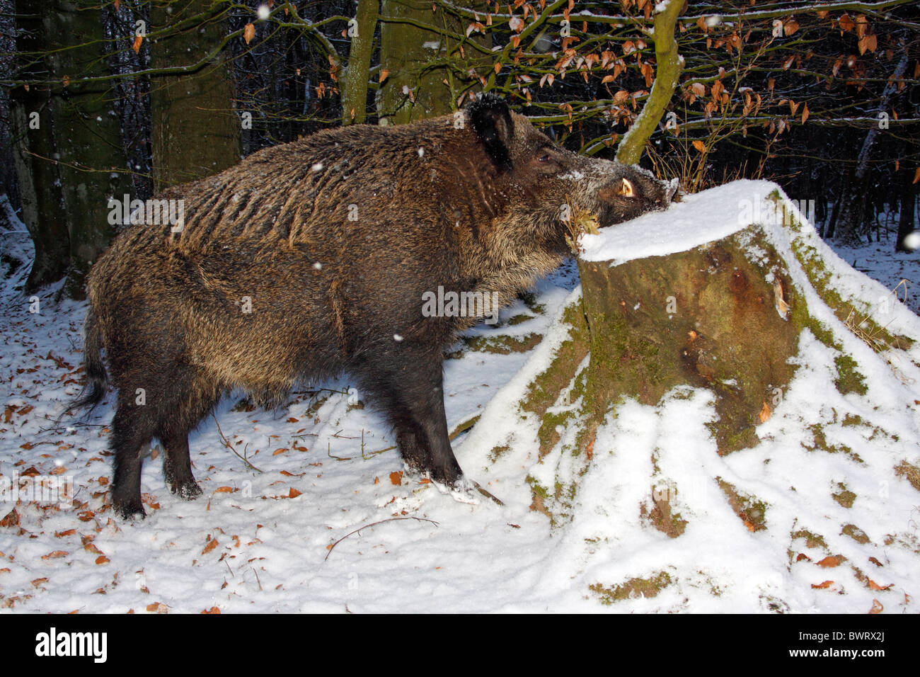 Maschio il cinghiale (Sus scrofa) tusker in inverno in una coperta di neve forest Foto Stock