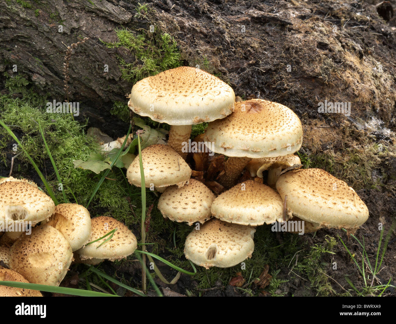 Funghi, Kuehneromyces, che cresce su un portinnesto Foto Stock