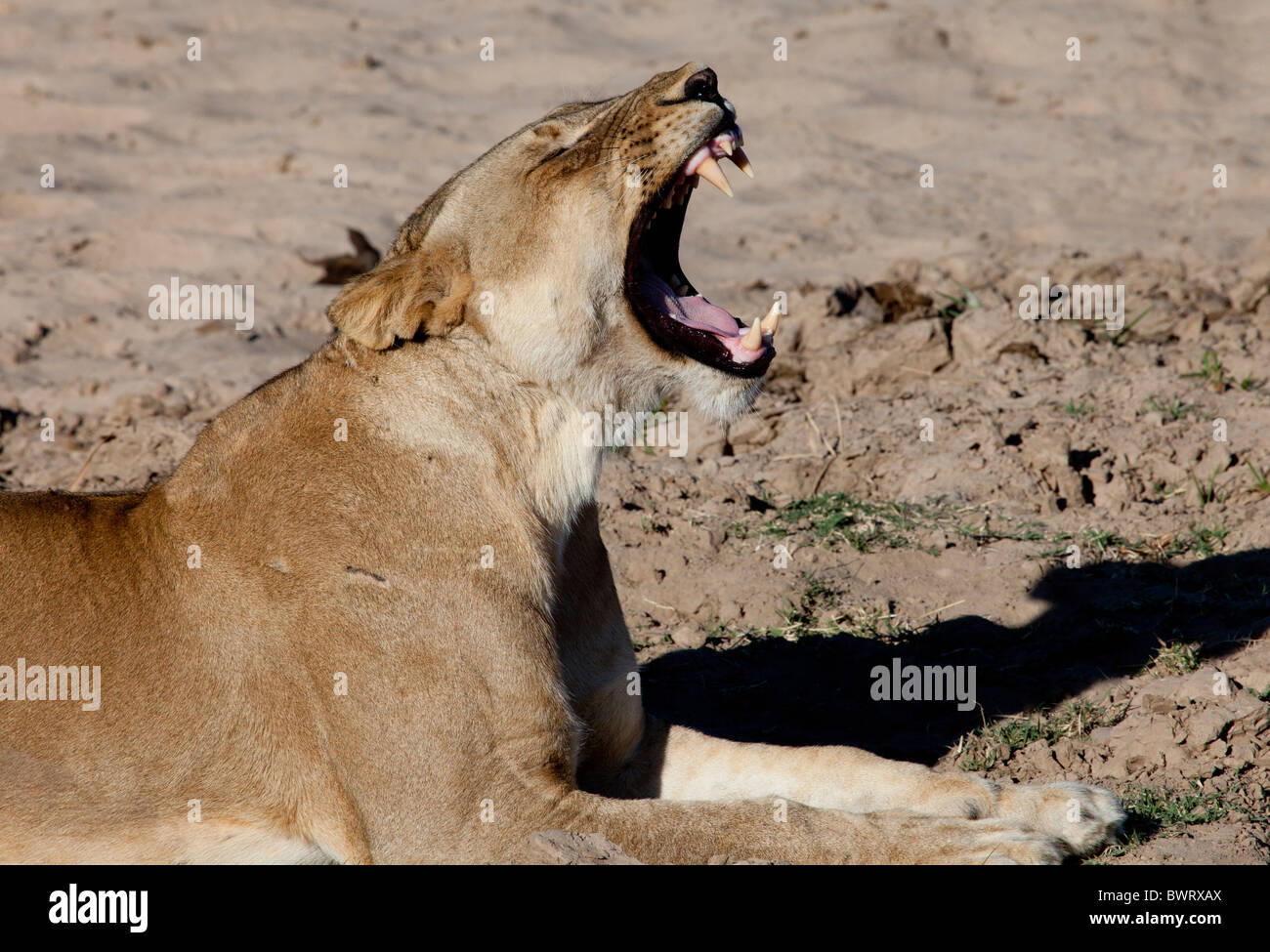 Sbadigliare leonessa, Zambia Foto Stock