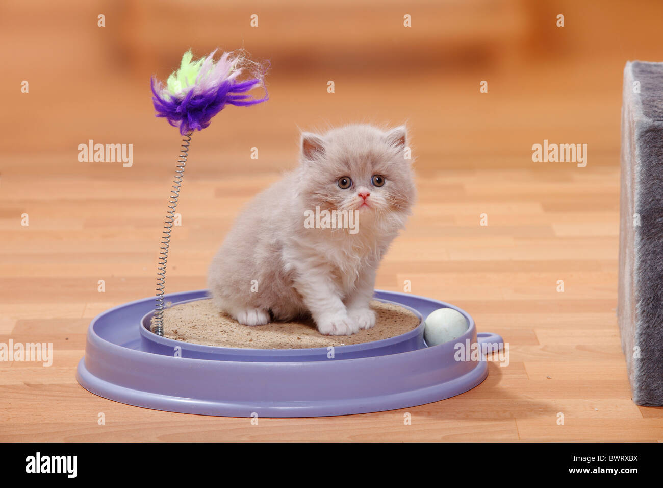 British Longhair Cat, gattino, lilla-bianco / Highlander, Lowlander, Britanica giocattolo, Foto Stock