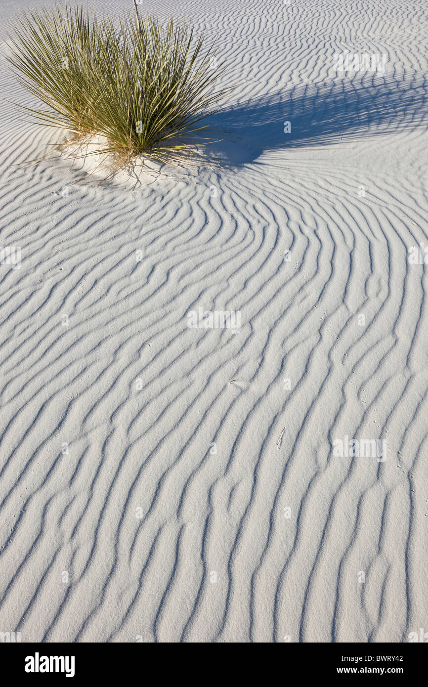 Yucca tree pattern di sabbia a White Sands National Monument in Alamogordo, Nuovo Messico, Stati Uniti d'America. Foto Stock