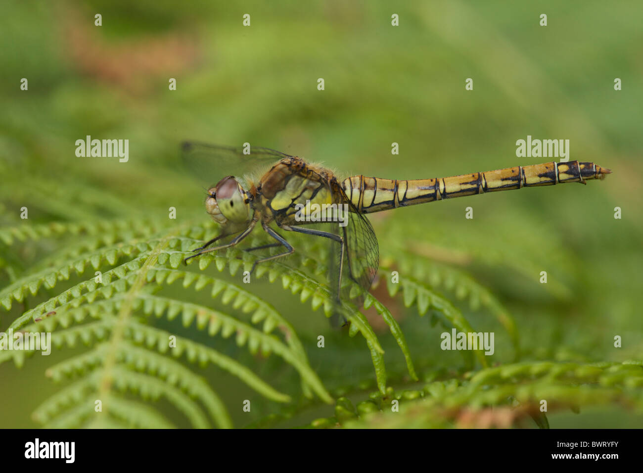 corpo della libellula Foto Stock