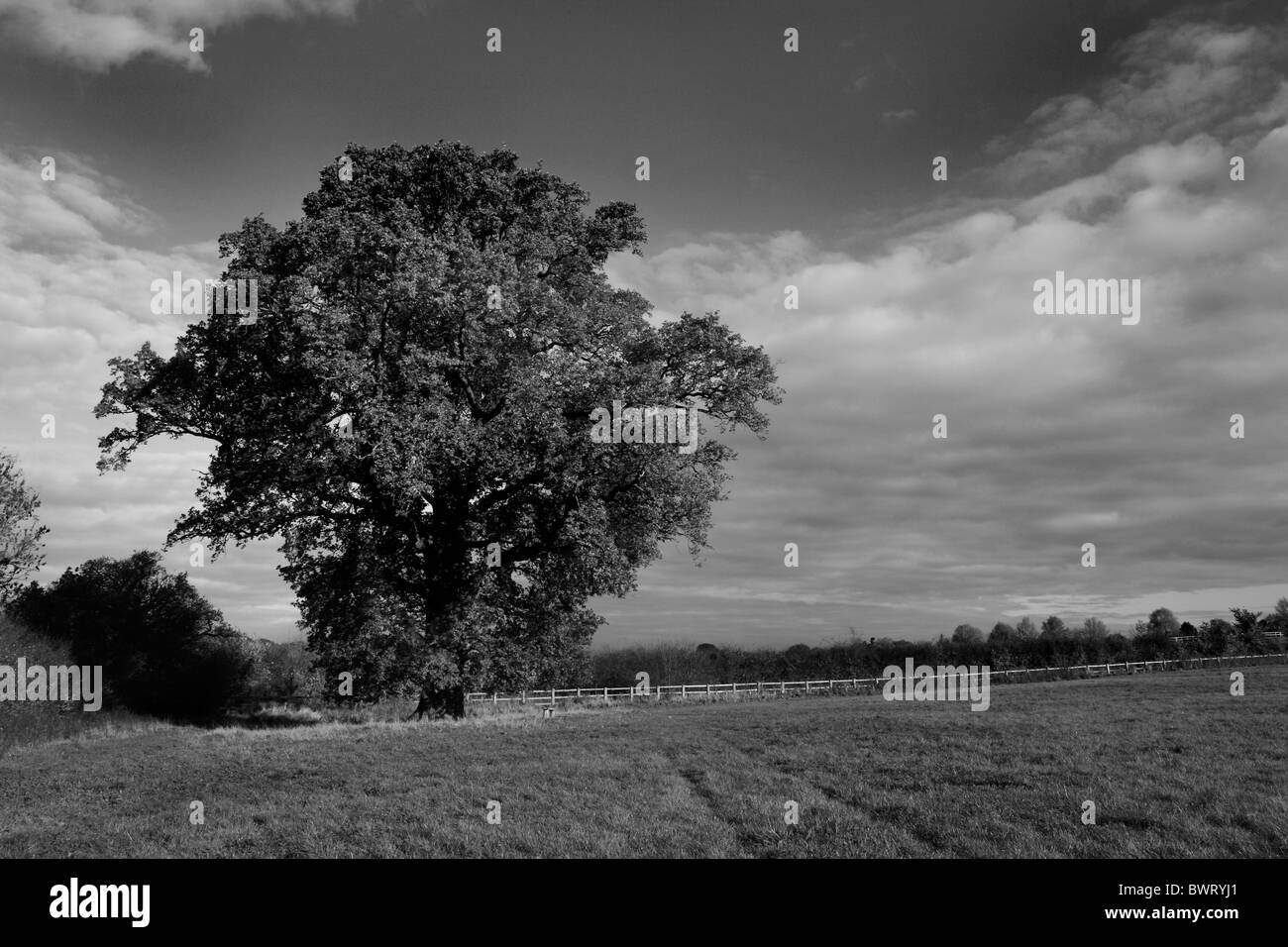 Un unico albero di quercia in un campo in autunno Foto Stock