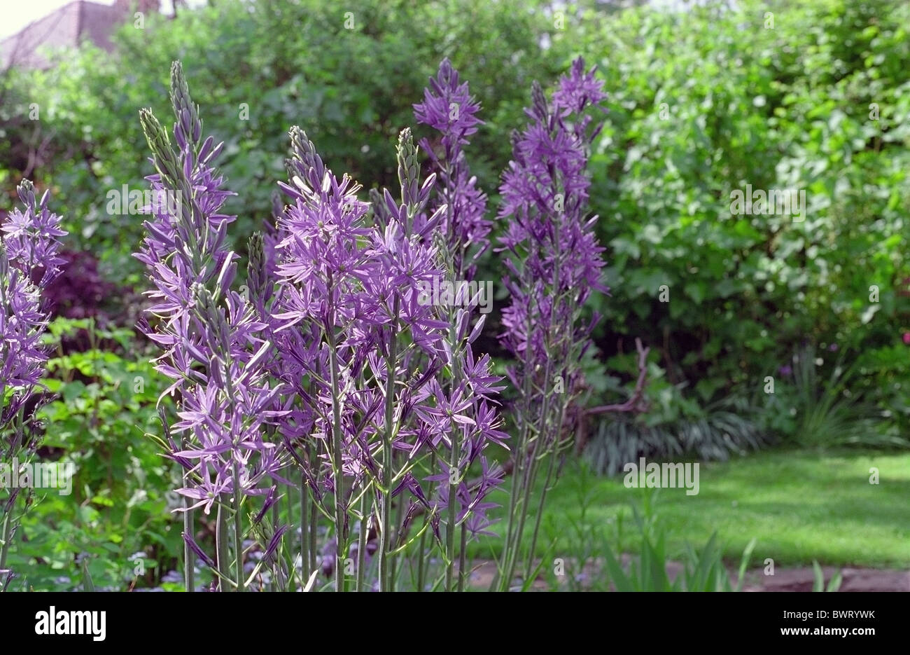 Camassia leichtlinii (Grandi Camas) in fiore nel giardino di un confine. Foto Stock Camassia leichtlinii (Grandi Camas) in fiore nel giardino di un confine. Foto Stock
