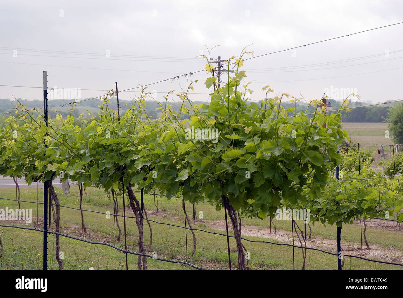 I vitigni crescono per una vigna utilizzati per la vinificazione Foto Stock
