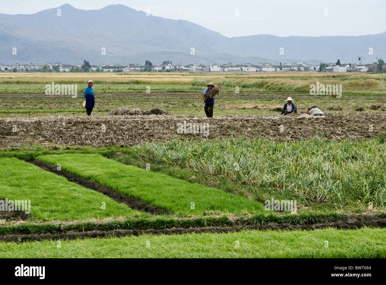 Gli agricoltori che lavorano in campo, Xizhou, Yunnan, Cina Foto Stock