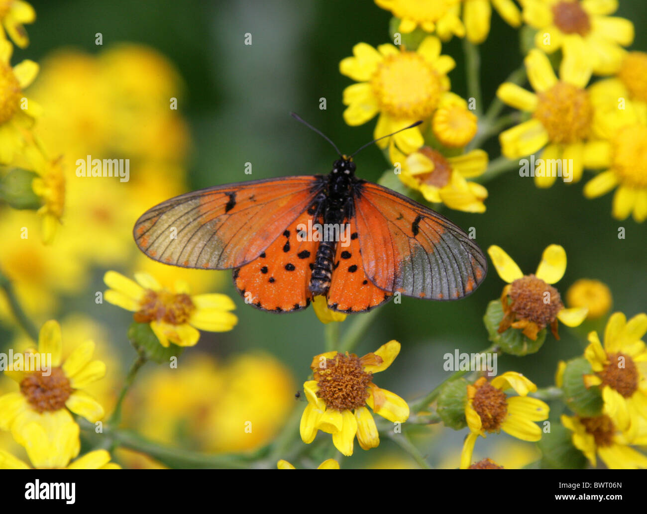 Giardino Acraea Butterfly, Acraea horta, Nymphalidae. Tsitsikamma, Sud Africa. Specie Tipo di Acraea. Foto Stock