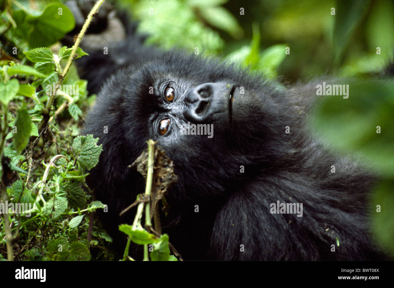 I gorilla di montagna in Parc des Volcans parco nazionale nel nord del Ruanda. Foto Stock
