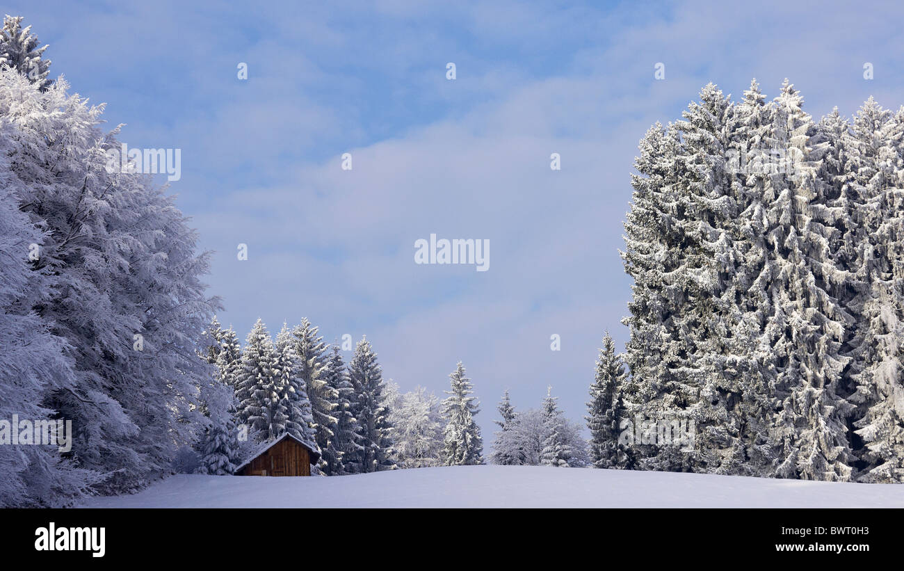 Coperto di neve e alberi di pino Foto Stock