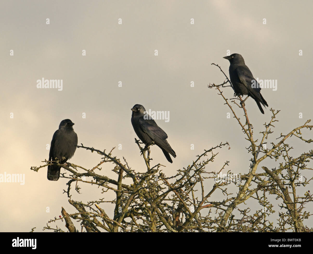 JACKDAWS Corvus monedula arroccato nella struttura ad albero. Inverno REGNO UNITO Foto Stock