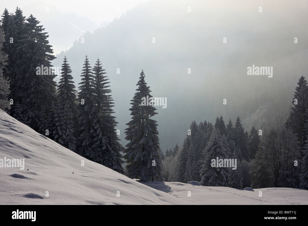 Coperto di neve e alberi di pino Foto Stock