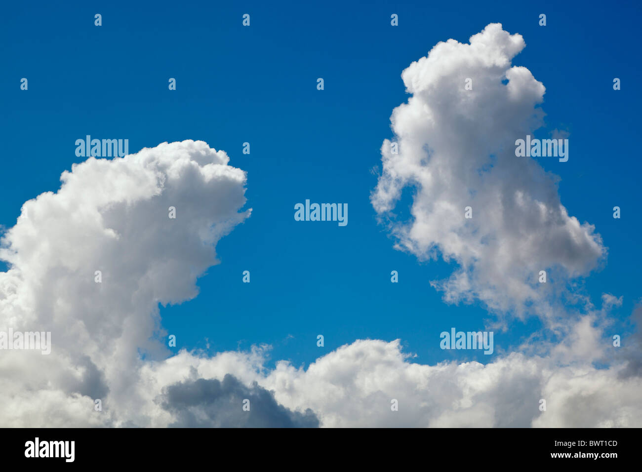 Cumulus clouds billowing contro un cielo blu Foto Stock