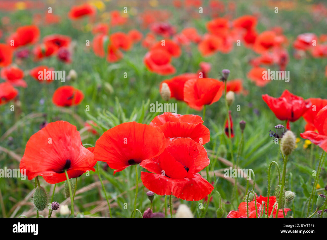 Papavero rosso che cresce in un campo, Calabria, Italia Foto Stock