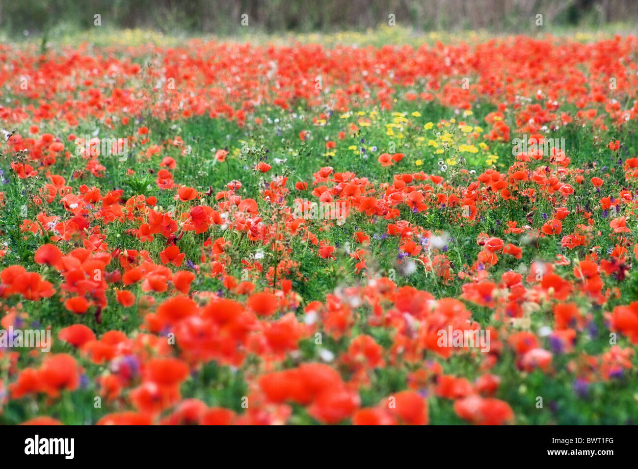 Papavero rosso che cresce in un campo, Calabria, Italia Foto Stock