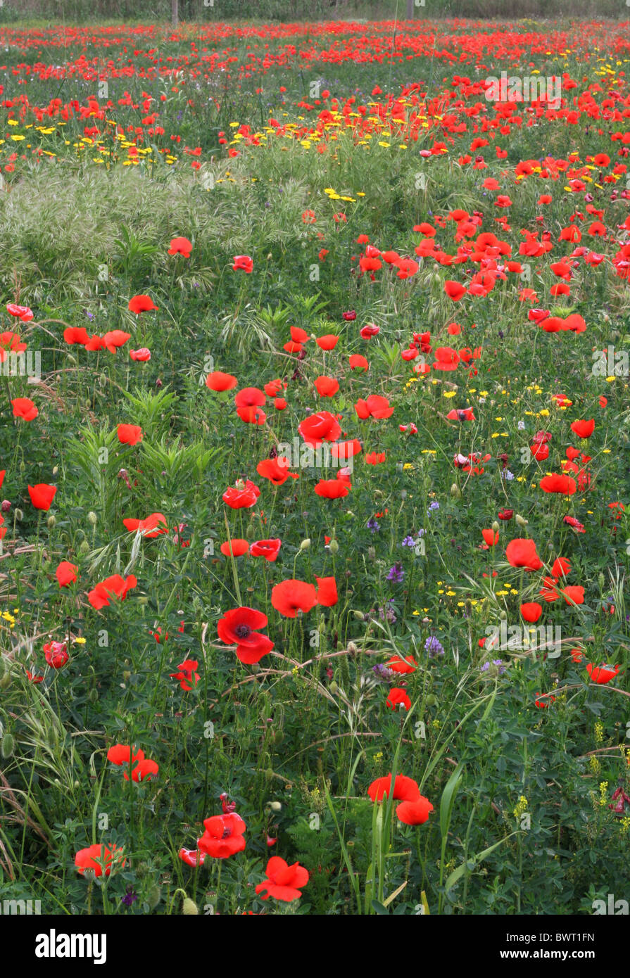 Papavero rosso che cresce in un campo, Calabria, Italia Foto Stock