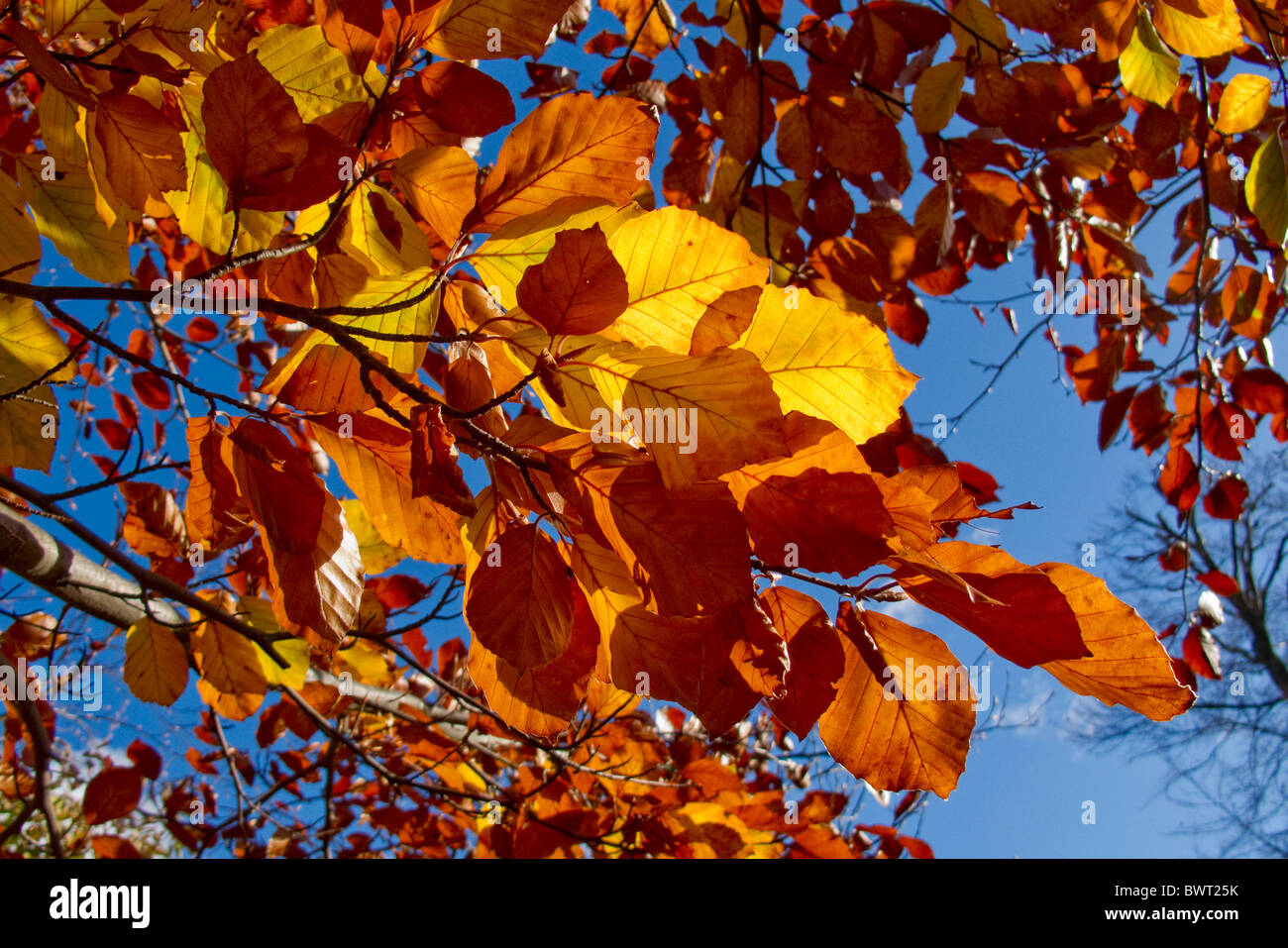 Foglie di faggio visualizzare i colori autunnali contro il cielo blu Foto Stock