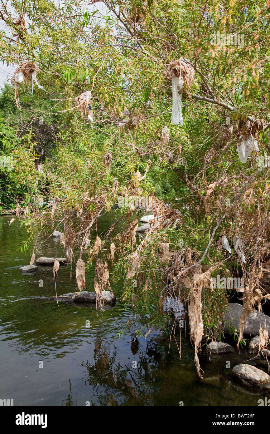 Sacchetti di plastica e altri rifiuti ottenere catturati e si accumulano in alberi e arbusti lungo il fiume di Los Angeles presso il Glendale si restringe Foto Stock