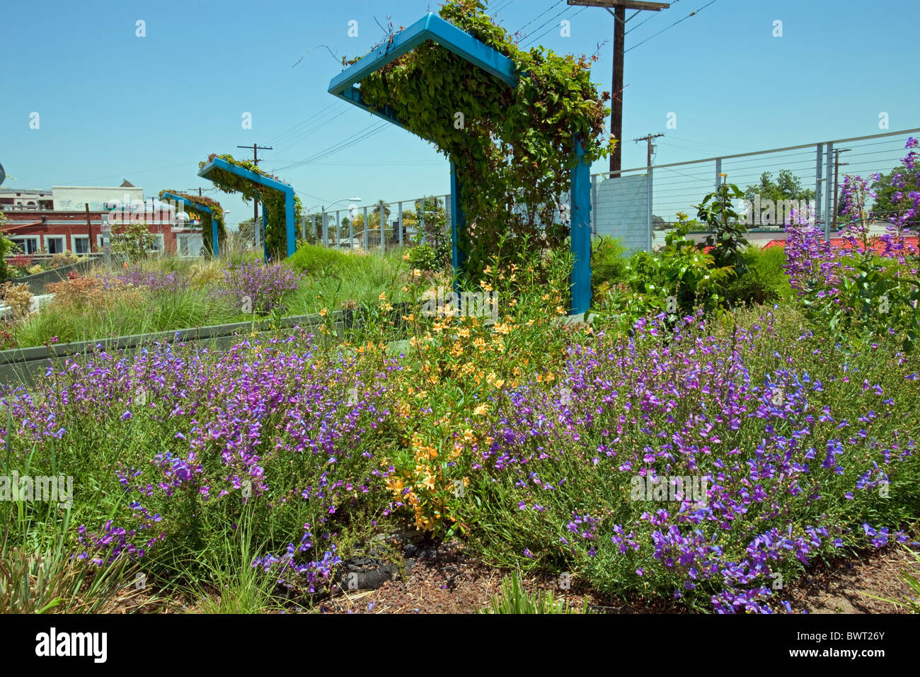 Siccità tollerante il tetto verde giardino. Il Consiglio di distretto quartiere 9 City Hall di South Central Los Angeles Foto Stock