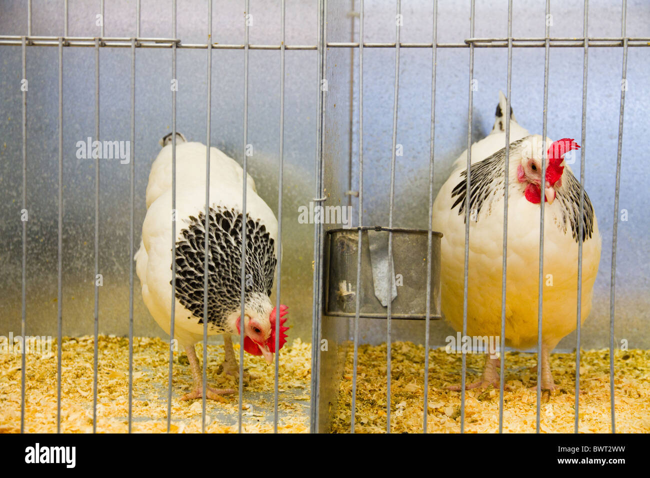 Due galline in una gabbia in attesa di essere giudicati in