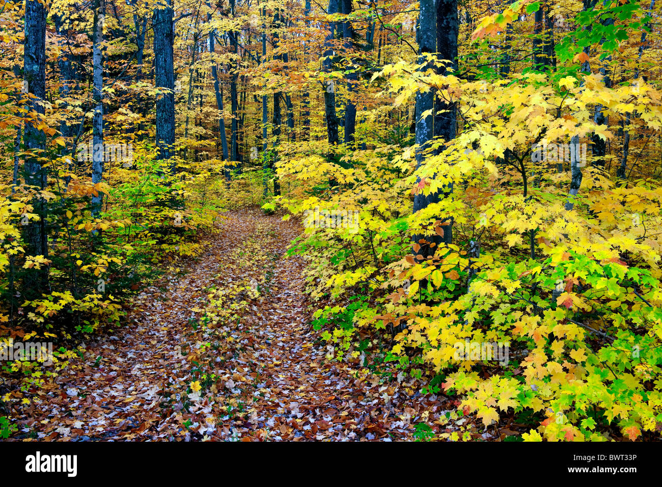Autunno splendore nel Hiawatha Foresta Nazionale di Penisola Superiore del Michigan.. Foto Stock