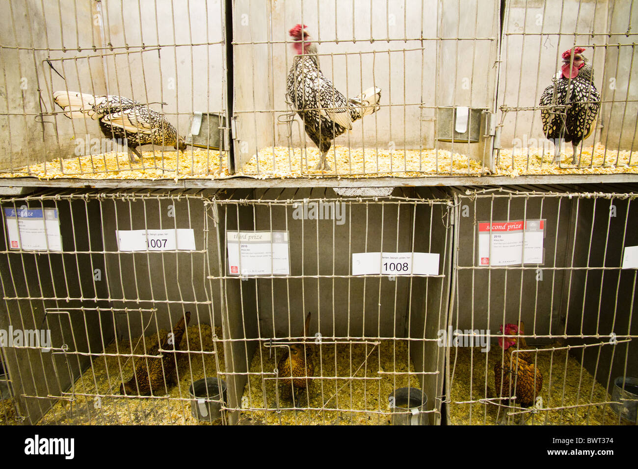 Il pollame in gabbie in attesa di essere giudicati in occasione di una mostra Foto Stock