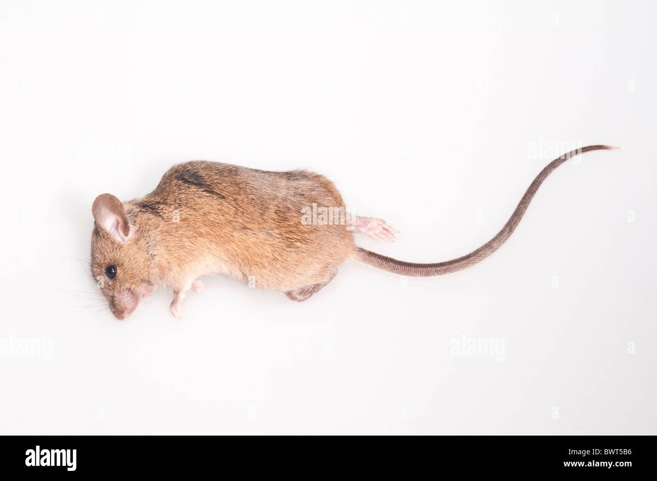 Casa morta mouse, Mus musculus; intaglio con sfondo bianco Foto Stock