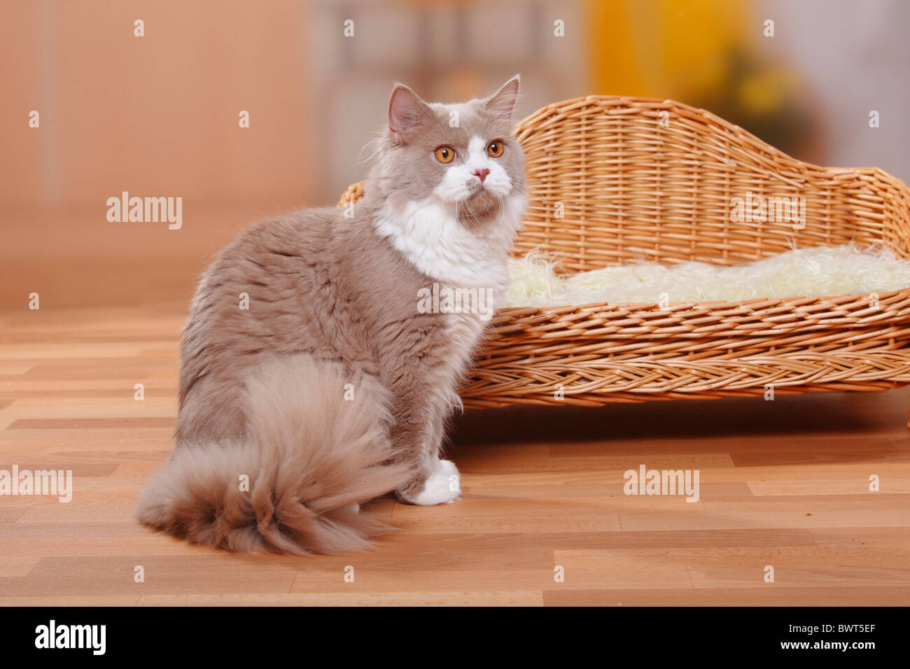 British Longhair Cat, Tomcat, fulvo-bianco / Highlander, Lowlander, Britanica Foto Stock