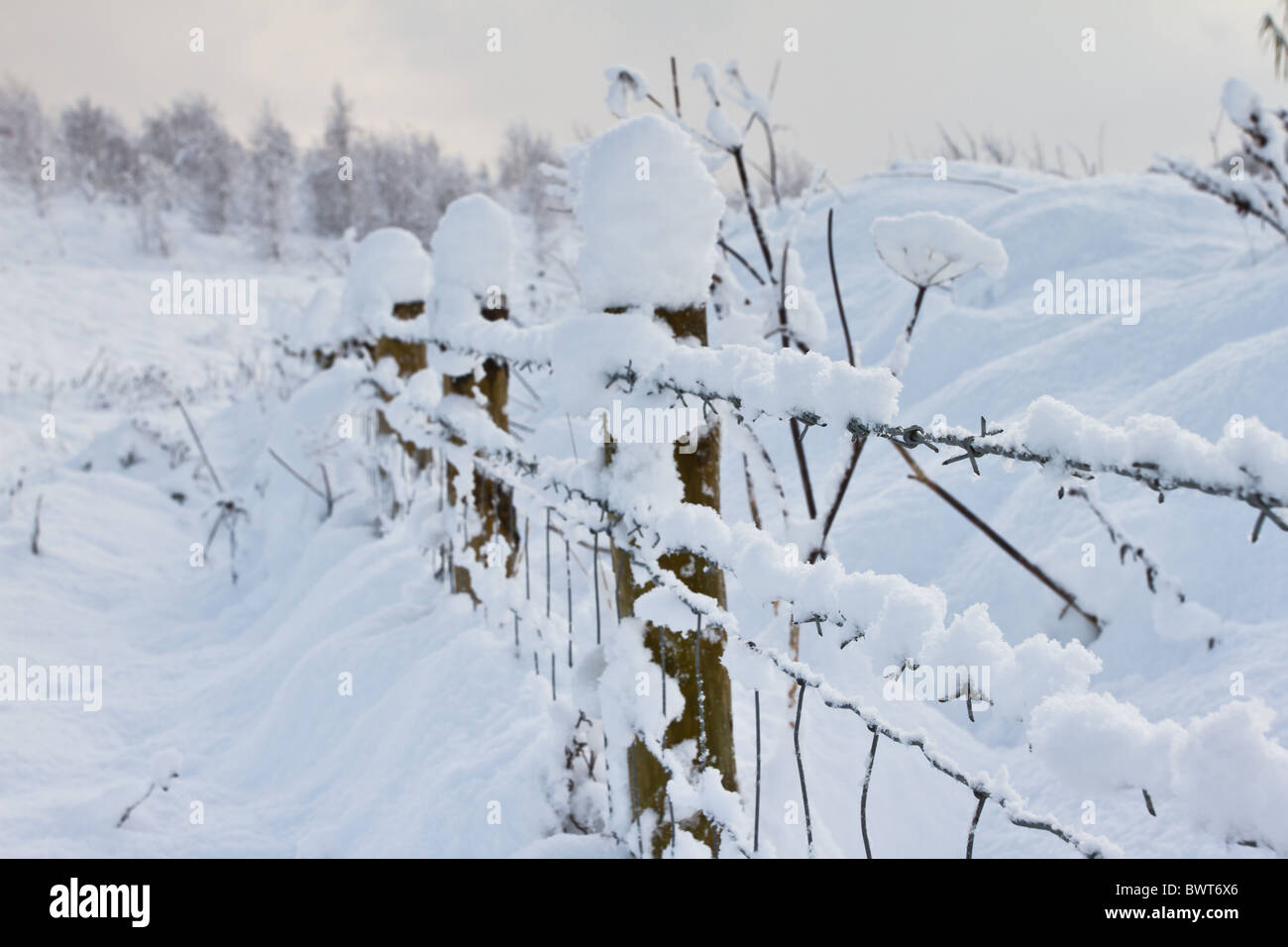 Il pittoresco inverno scenic di spessore di ricoprimento della neve e del filo spinato. Foto Stock