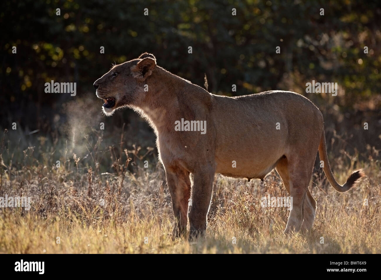Loewe lion Panthera leo Foto Stock