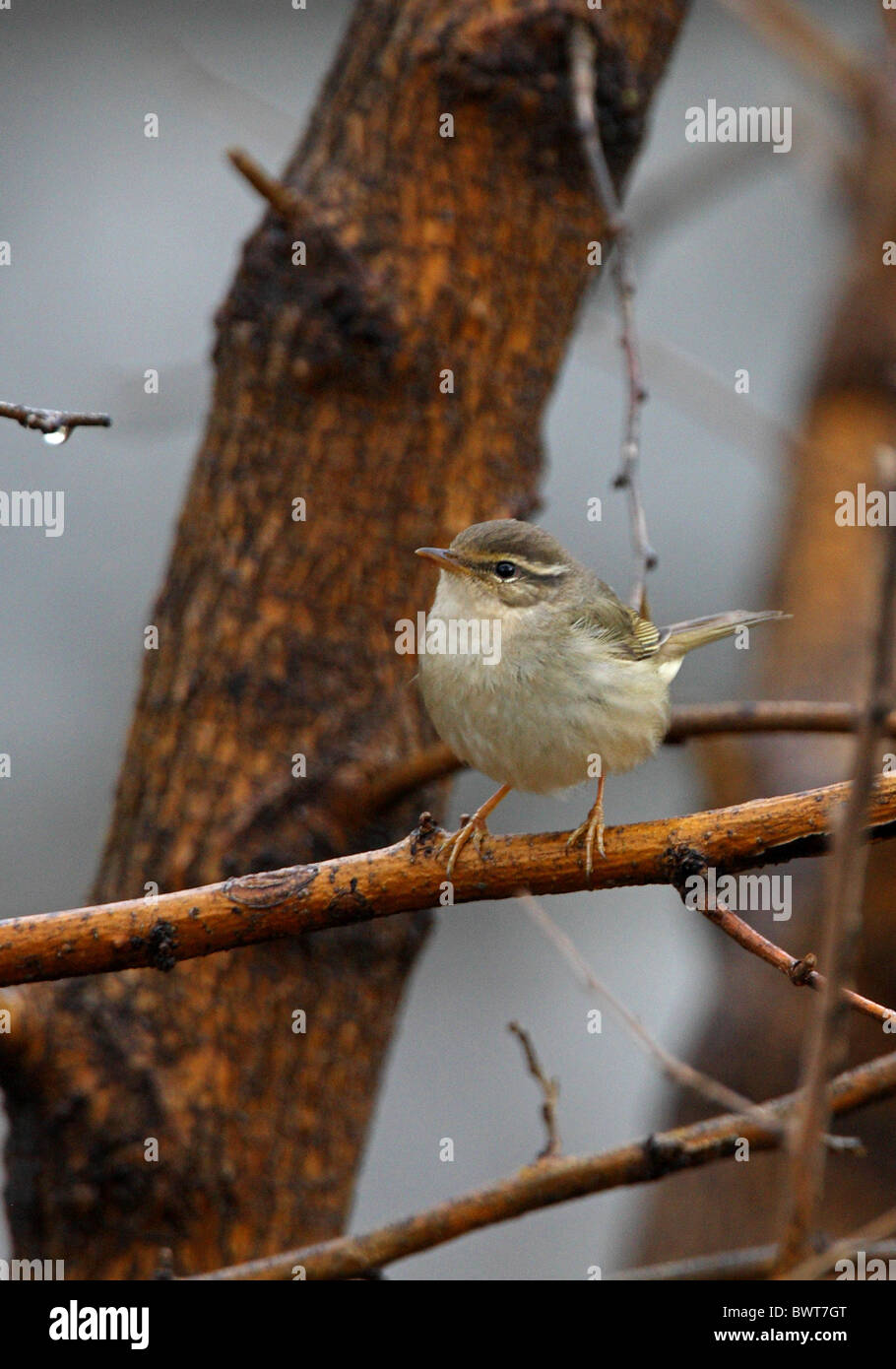 Uccelli uccelli animali animali trillo capinere asia asian wildlife natura passerine passeriformi "vecchio mondo trillo' songbird Foto Stock