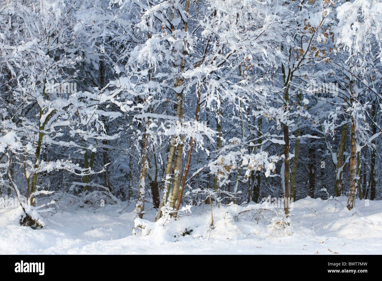 Il pittoresco inverno scenic di uno spessore di copertura di neve e alberi. Foto Stock
