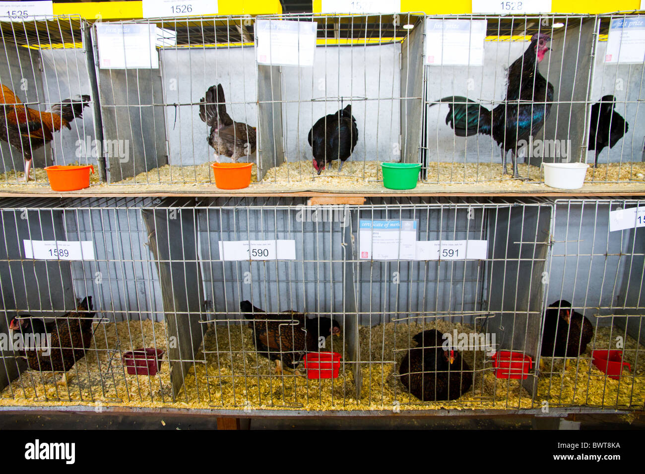 Il pollame in gabbie in attesa di essere giudicati in occasione di una mostra Foto Stock