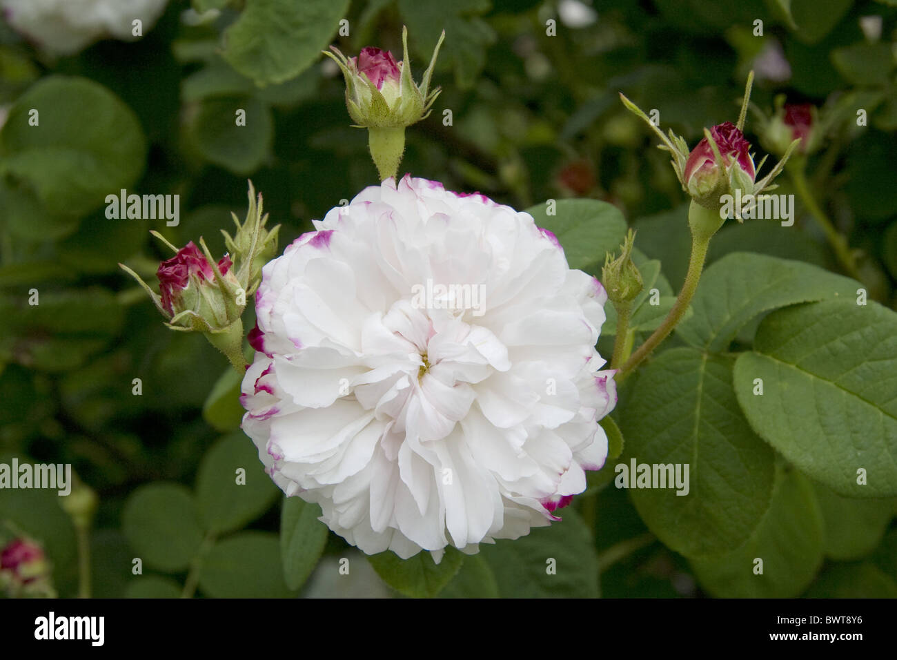 Fiore sboccia fiore bianco fiori rosa fioritura di Rose Leda Gallicanae Damasco Rosaceae close close-up Closeup piante vegetali Foto Stock