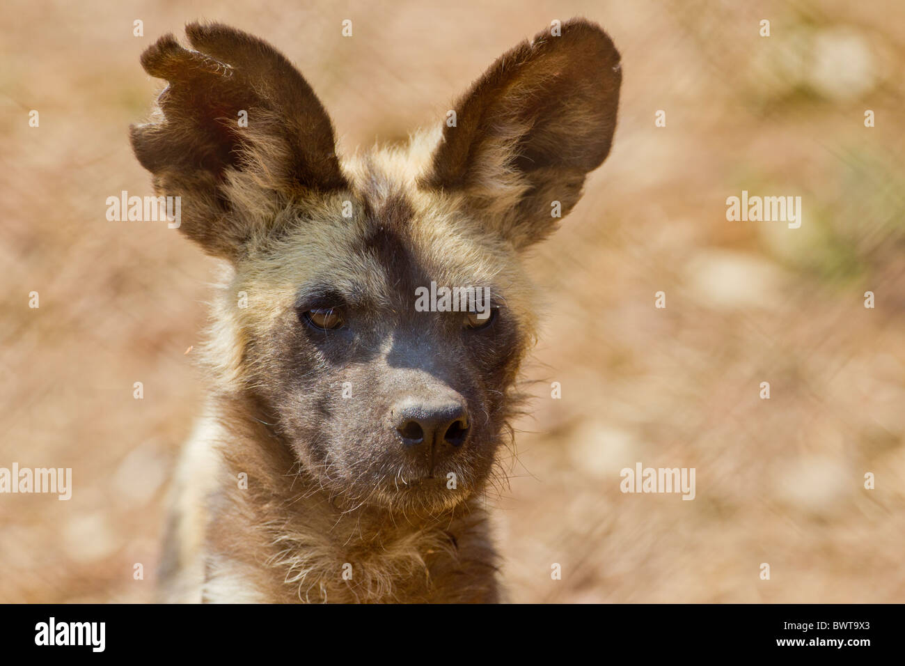 Ritratto di un africano cane selvatico (lycaon pictus). La foto è stata scattata presso il ghepardo DeWIldt santuario in Sud Africa. Foto Stock