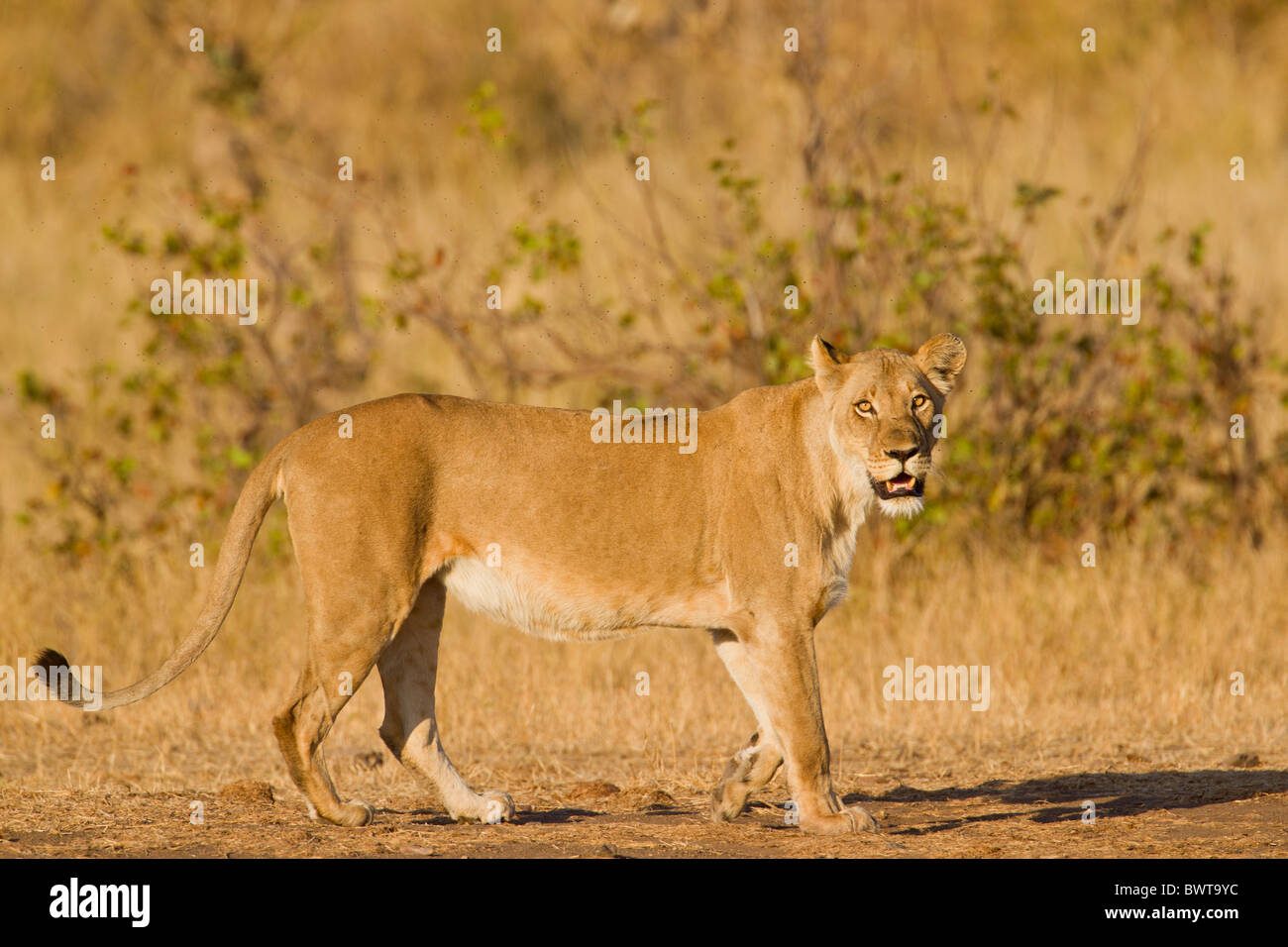 Ritratto di una femmina di Lion (panthera leo) nella boccola. La foto è stata scattata nel Parco Nazionale di Kruger, Sud Africa. Foto Stock