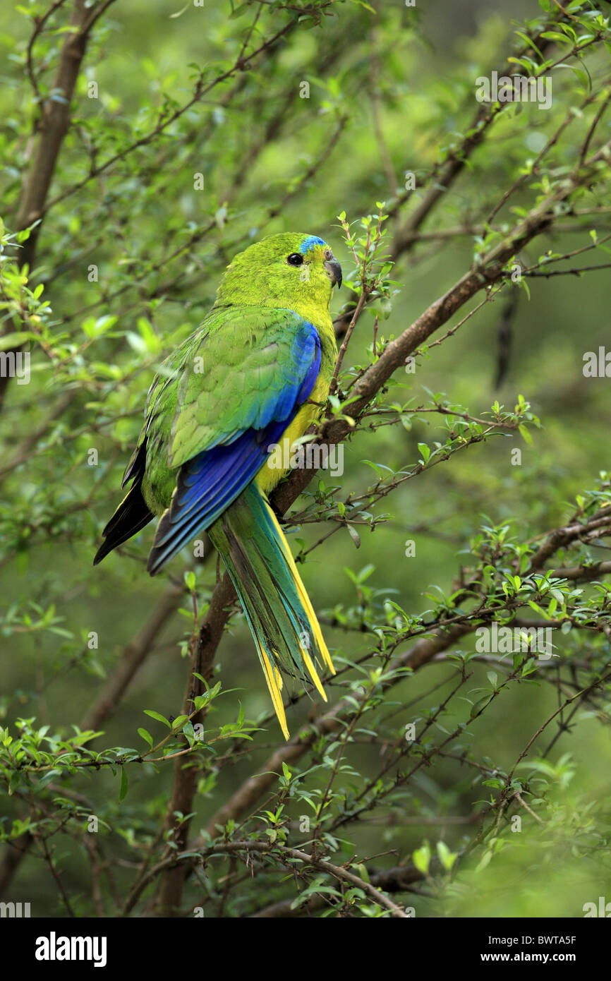 Arancio becco di pappagallo (Neophema chrysogaster) adulto, arroccato nella struttura ad albero, Australia Foto Stock