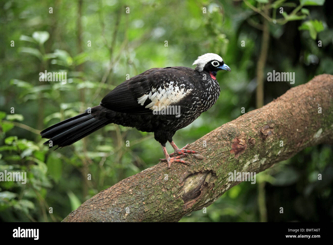 Nero-fronteggiata Piping-guan (Aburria jacutinga) adulto, appollaiato sul ramo, Pantanal, Mato Grosso, Brasile Foto Stock