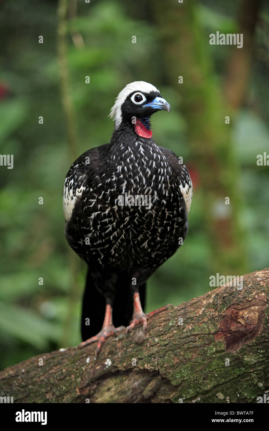 Nero-fronteggiata Piping-guan (Aburria jacutinga) adulto, appollaiato sul ramo, Pantanal, Mato Grosso, Brasile Foto Stock