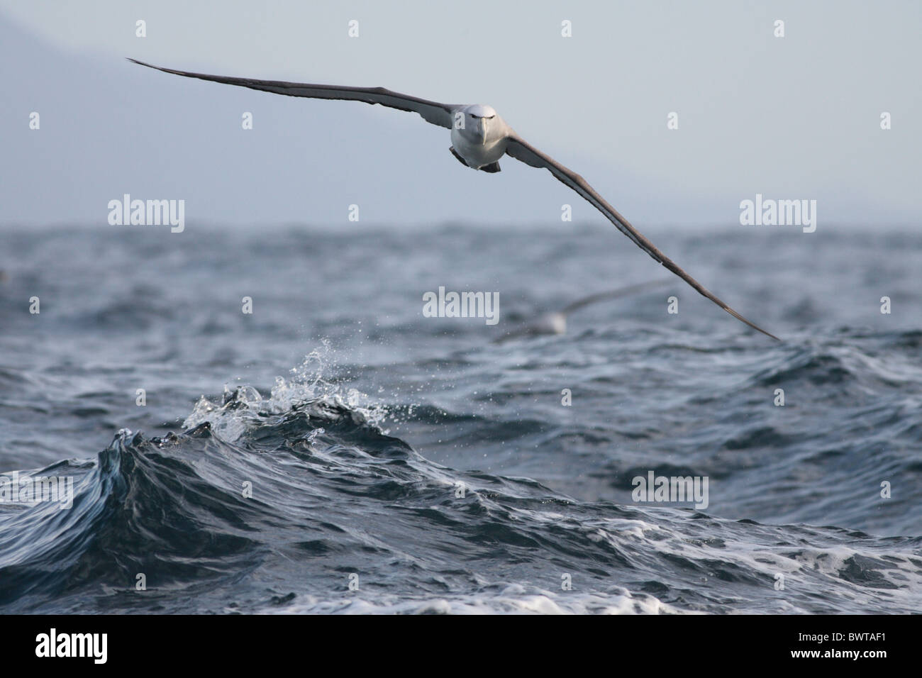 Il Salvin Albatross (Thalassarche salvini) adulto, in volo, bassa sul mare increspato, Kaikoura, Nuova Zelanda, novembre Foto Stock