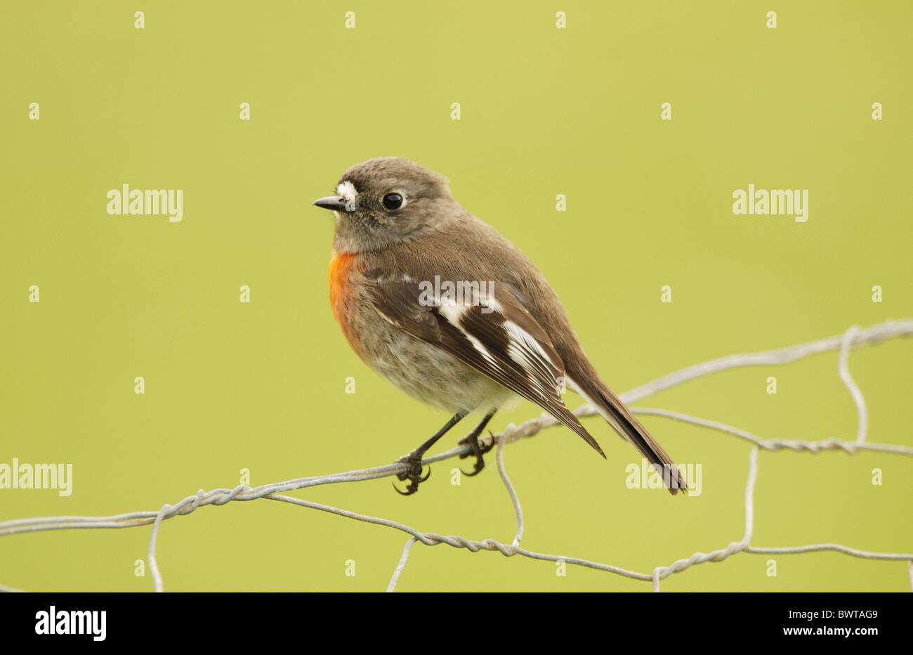 Scarlet Robin (Petroica multicolor) femmina adulta, appollaiato sul filo di recinzione, Kangaroo Island, Sud Australia Foto Stock