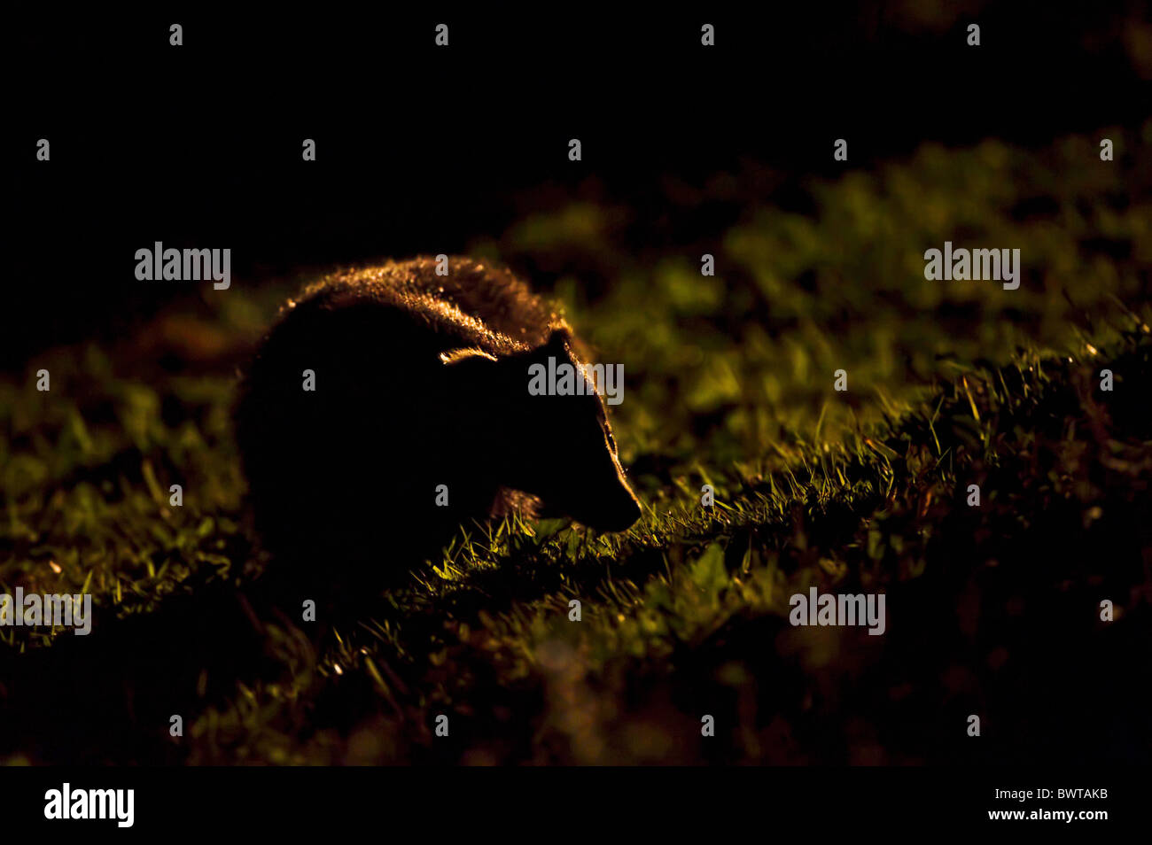 Abstract animali divertenti atmosferica nero retroilluminato con sfondo nero in Gran Bretagna close up campagna drammatico mangiare emozione Foto Stock