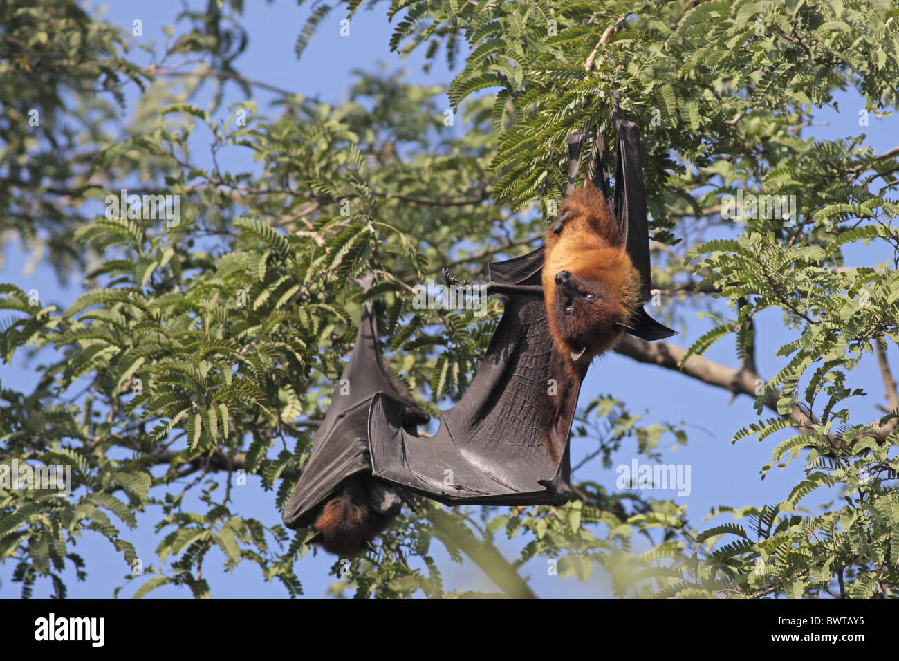 Bat pipistrelli " frutta " BAT " frutta pipistrelli' asia asian mammifero mammiferi animali animali asia asian 'flying fox' 'volpi volanti' wildlife Foto Stock