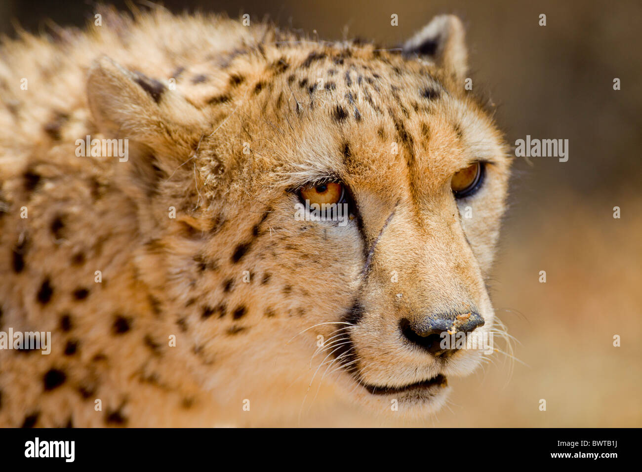 Ritratto di un ghepardo (Acinonyx jubatus) in corrispondenza di un ghepardo santuario. La foto è stata scattata presso il ghepardo DeWIldt santuario. Foto Stock